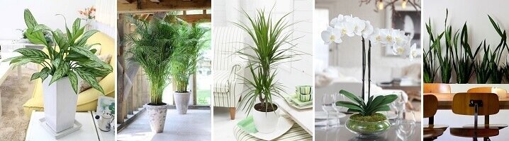 Extra luchtzuiverende makkelijke kamerplanten
