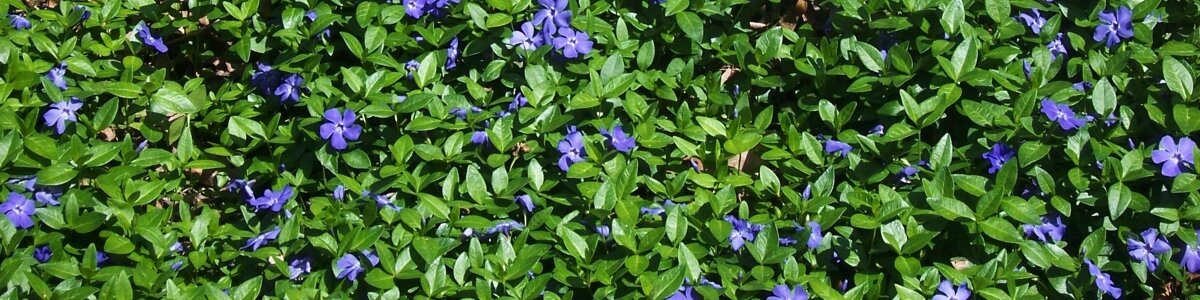 Maagdenpalm paarsblauw