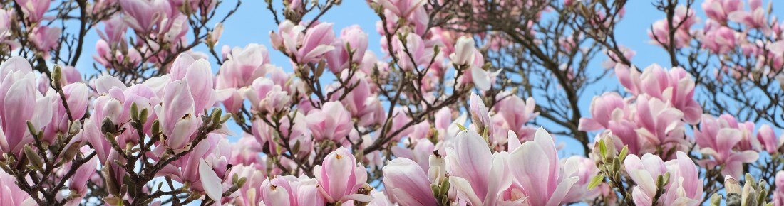 De magnolia 'Spectrum'