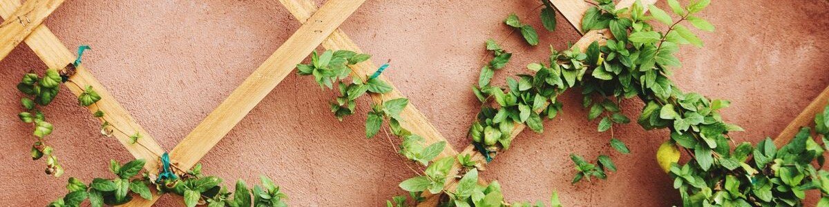 Klimrek voor rankende klimplanten