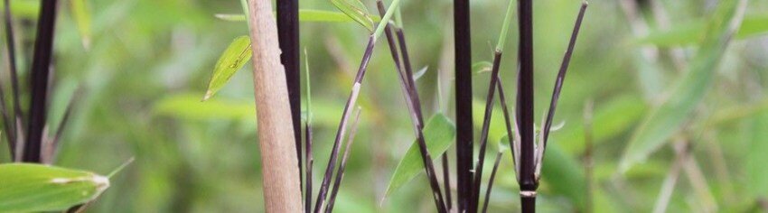 Niet woekerende zwarte bamboe Black Pearl