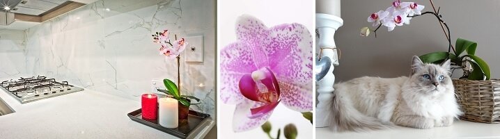 Een orchidee kan in elke ruimte als decoratieve toevoeging dienen