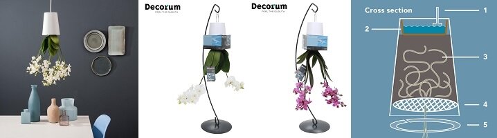 Orchidee 'Flying' is een originele kamerplant met een unieke uitstraling