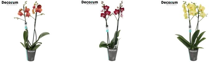 Voorzie je woonkamer of kantoor van een kleurrijke en sierlijke orchidee