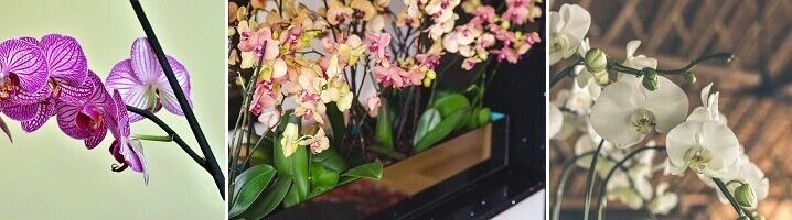 Met onze tips en tricks helpen we jou bij het verzorgen van je orchidee