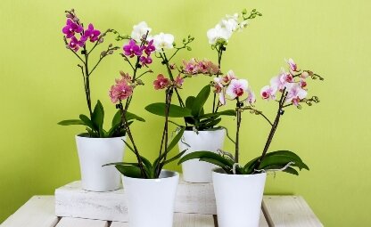 Orchidee verzorgen: wij leren je de tips en tricks!