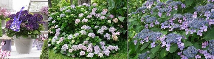 Paarse hortensia