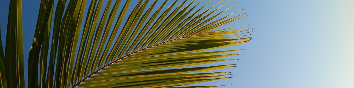 Palmboom blad
