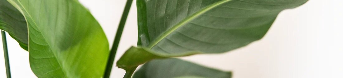 Paradijsvogelplant (Strelitzia)