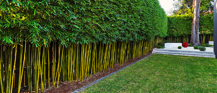 Assortiment laag De controle krijgen Bamboe planten kopen | Hoogste kwaliteit - Tuincentrum.nl