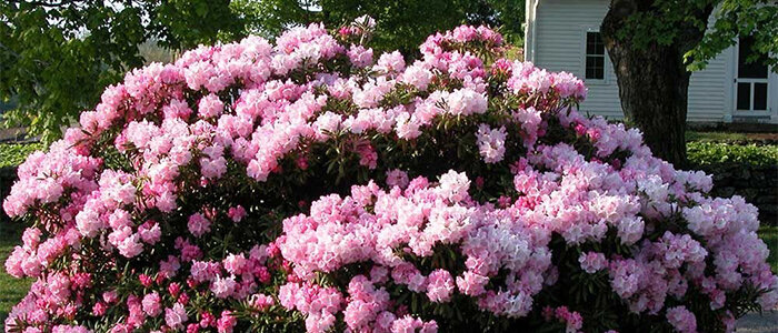 Rhododendron paars in grote tuin