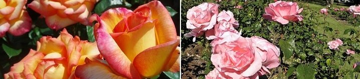 Rozenstruik als bloeiende vaste plant