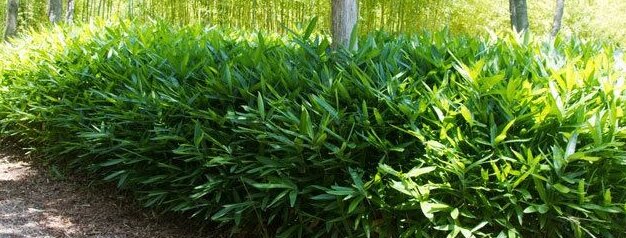 Laagblijvende woekerende bamboe Sasa tsuboiana