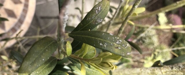 Schimmel- of verwelkingsziekte olijfboom