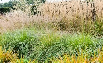 Siergrassen aanplanten: een groene oase in je tuin