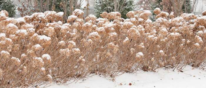 Sneeuwbal- en pluimhortensia in de winter