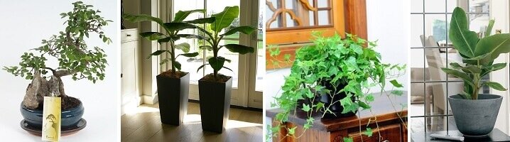 Snelgroeiende kamerplanten voor in huis