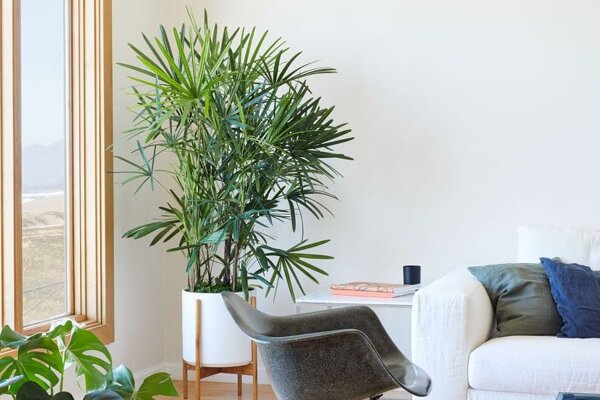 Woonkamer met stokpalm en gatenplant