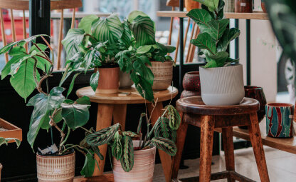 Met deze 10 kamerplanten maak jij je eigen urban jungle