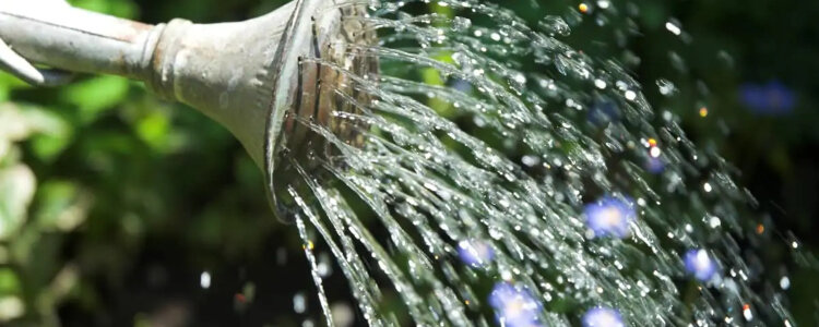Water geven vaste planten