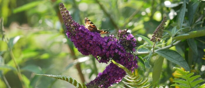 Vlinder op een vlinderstruik