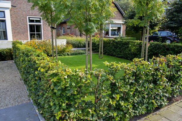 Voortuin met planten vakken en vijgenboom