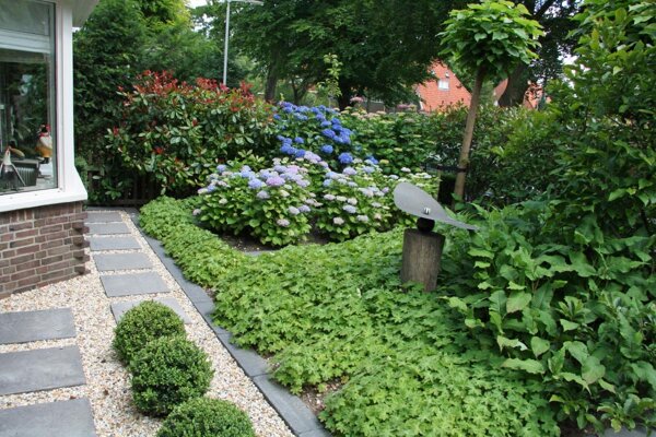 Voortuin met planten vakken en vijgenboom