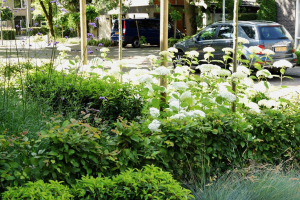 Voortuin met planten vakken en vijgenboom