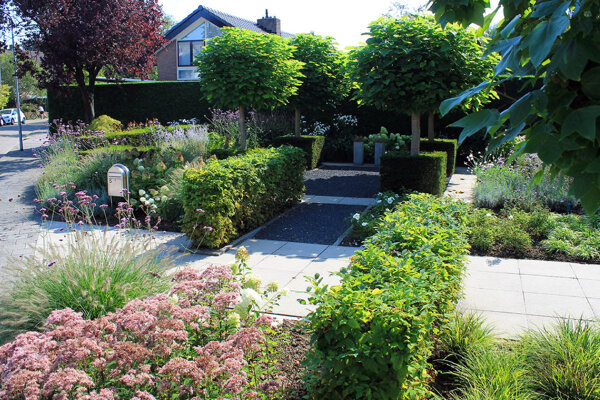 Voortuin met planten vakken en vijgenboom