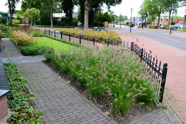 Voortuin met planten vakken en vijgenboom