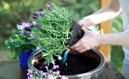 Welke grondsoort voor mooie lavendel?
