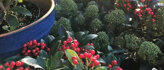 Wintergroene planten