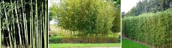 Woekerende bamboe