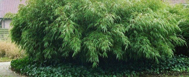 Woekerende Japanse bamboe als haag