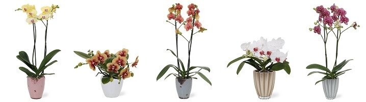 Zet je orchidee in een bijpassende pot en maak het plaatje compleet!