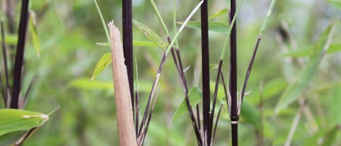 Niet woekerende bamboe Black Pearl
