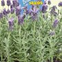 Buzzy ® Lavendula stoechas