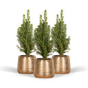 3 stuks mini kerstboom inclusief gouden pot
