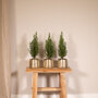 3 stuks mini kerstboom inclusief gouden pot