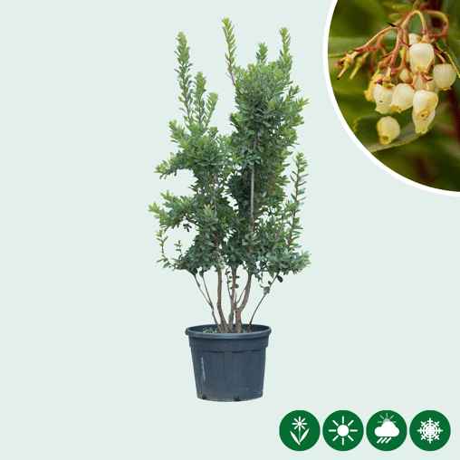 Aardbeienboom meerstammig