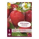 Aardbeien Maxim (zak van 5 stuks)
