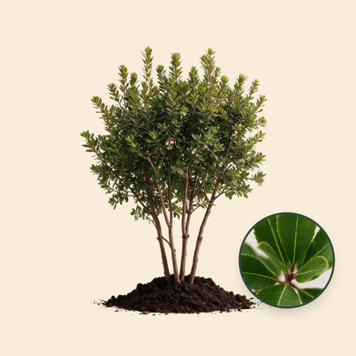 Aardbeienboom meerstammig
