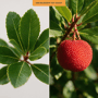 Aardbeienboom meerstammig