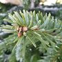 Abies Nordmann tak