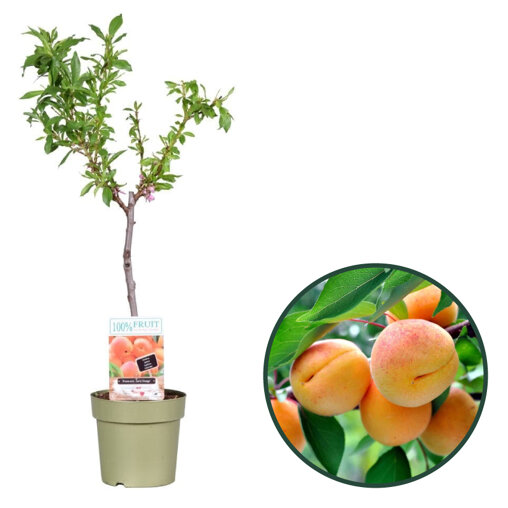 Abrikoosboompje (zelfbestuivend)