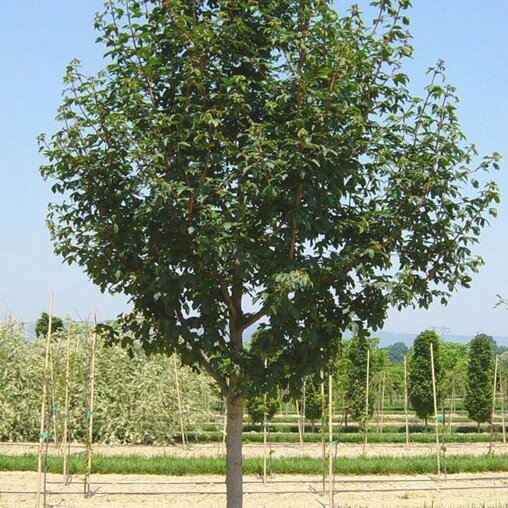 Acer campestre 'Queen Elizabeth'