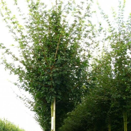 Veldesdoorn (Acer campestre)