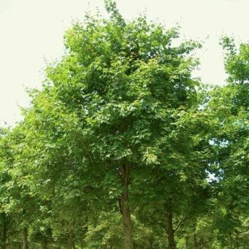 Colchische esdoorn (Acer cappadocicum 'Rubrum')