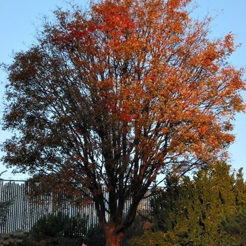 Acer griseum