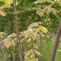 Acer griseum